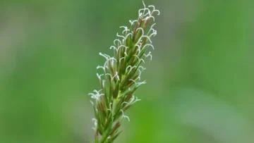 Pochodzenie i historia odmiany Blue Weed